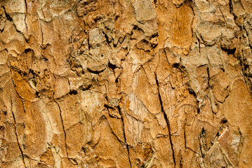 background, texture - rotten wood affected by fungus