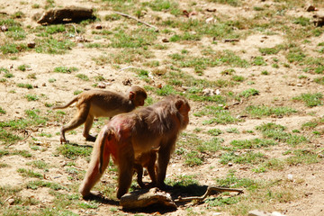 Groupe de Macaques Rhésus