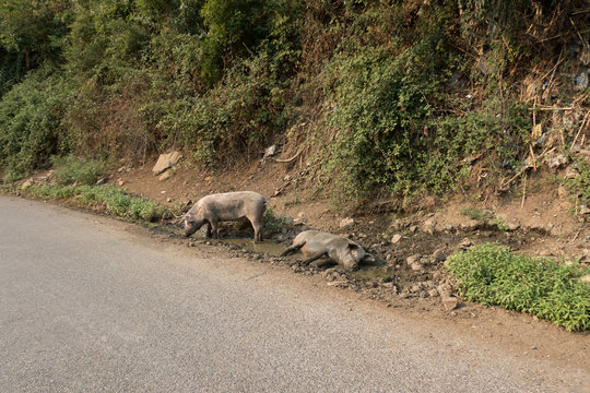 Albania: along the roadside these fearless pigs made up their mud hole and enjoy it obviously