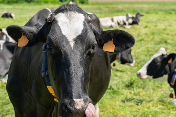 Obraz na płótnie Canvas Holstein-Friesian cow posing for picture on a farm.