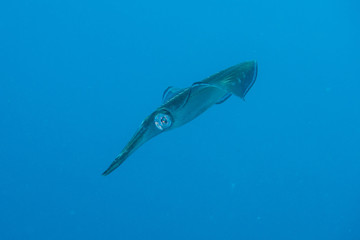 Cuttlefish hovering in the open sea searching for bait