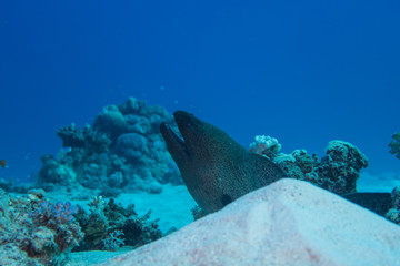 El Quseir: Large Moray eel lurking behind a sandy hill on the bottom of the reef of the Red Sea in...