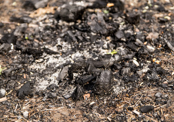Ash remains of a campfire