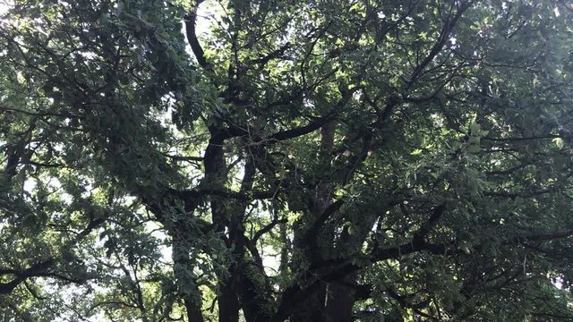 Natura meditazione harmonia paesaggio relax