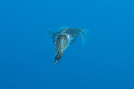 Squid floating in the pelagic sea searching for bait, Red Sea in Egypt