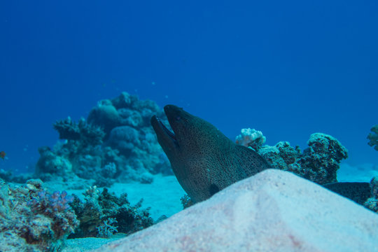 El Quseir: Large Moray eel lurking behind a sandy hill on the bottom of the reef of the Red Sea in Egypt