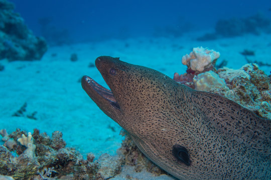 Divetrip to El Quseir: Large Moray eel lurking behind a sandy hill on the bottom of the reef of the Red Sea in Egypt
