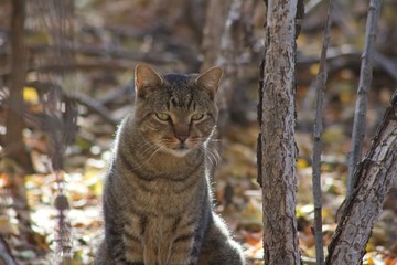 Green eyed cat in the woods