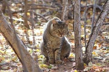 Green eyed cat in the woods