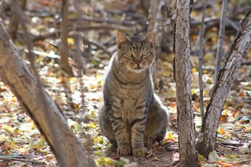 Fototapeta na wymiar Green eyed cat in the woods