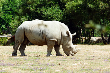 Rhinocéros blanc dans un parc