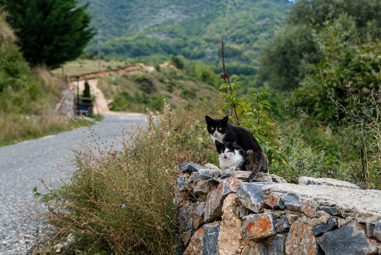 A mother and her two kitties in a stone wall at the village of Agios Athanasios, Macedonia, Greece