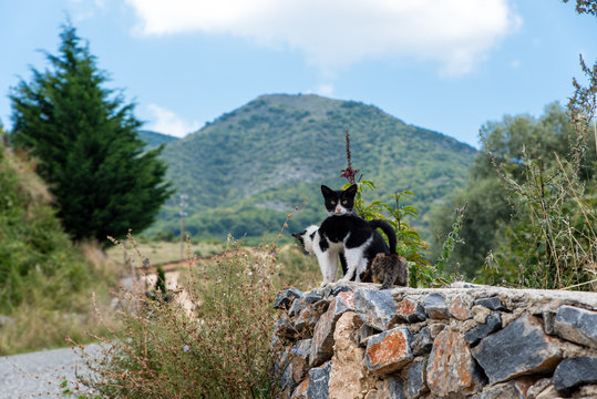 A mother and her two kitties in a stone wall at the village of Agios Athanasios, Macedonia, Greece