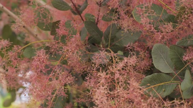 Cotinus Coggygria Scop. Royal Purple. Cotinus Coggygria, Syn. Rh