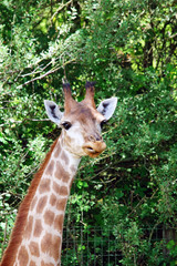 Fototapeta premium Girafe de face