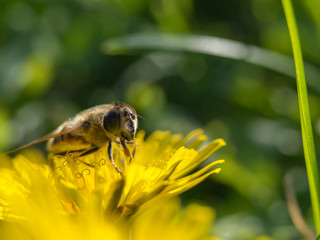 close-up shot of honey bee on yellow flower