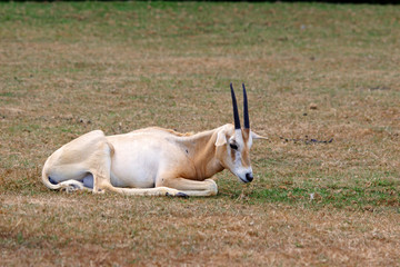 jeune addax