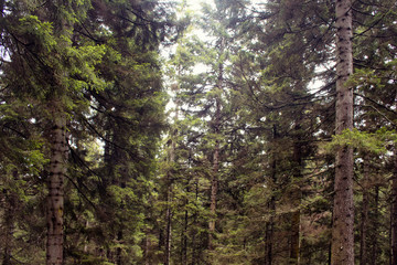 View of many pine trees in mountain forest. The image is captured in Trabzon/Rize area of Black Sea region located at northeast of Turkey.