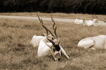 groupe d'Addax