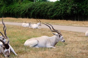Obraz premium Addax ou antilope du désert