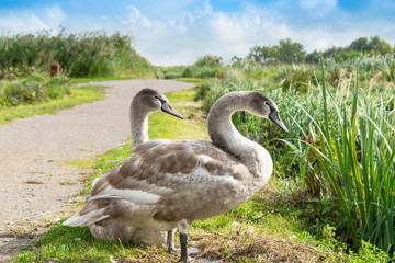 Wild animals, environment, nature and water birds concept: beautiful two young swans.