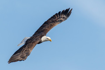 bald eagle in flight