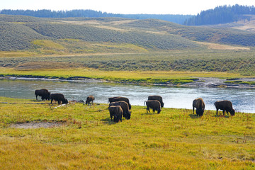 View of a herd of bison in the grass in Yellowstone National Park, Wyoming
