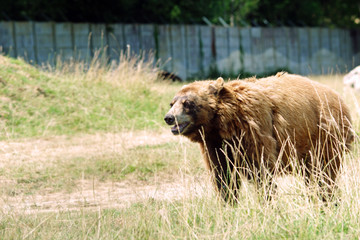 Fototapeta premium Ours brun