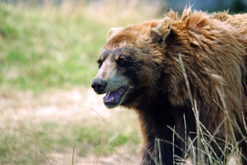 Fototapeta premium Ours Brun