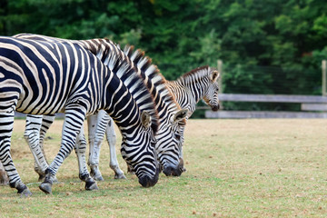 Troupeau de z&egrave;bres