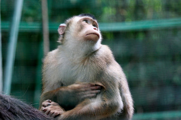 macaco-giardino zoologico-animale-macaco-fauna-sguardo