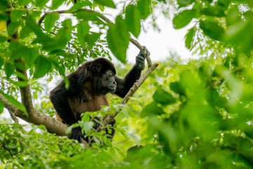 Howler Monkey SItting in Tree Costa Rica
