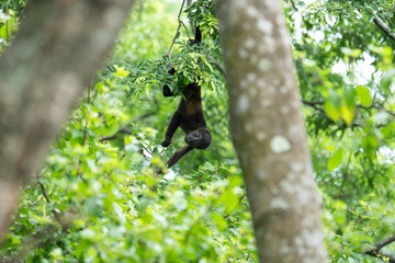 Baby Howler Monkey in Tree Costa Rica