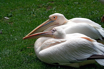pellicani-uccelli-giardino zoologico-piuma-animale