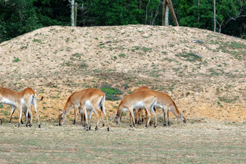 groupe de Cobe Lechwe