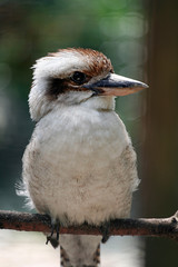 uccelli-animale-natura-fauna-piuma