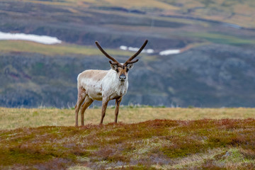 Reindeers in Seydisfjordur area, East Fjord, Iceland