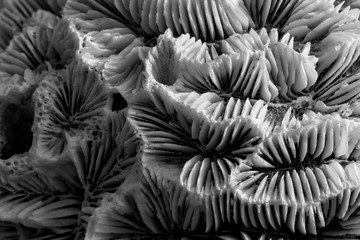 Black and white coral closeup