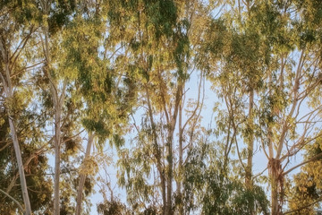 Eucalyptus green grove at dawn bright light