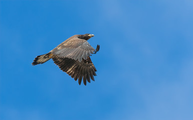 Immature eagle flying over the beach