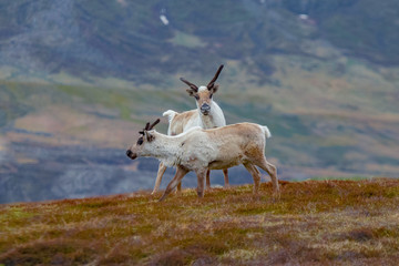 Reindeers in Seydisfjordur area, East Fjord, Iceland