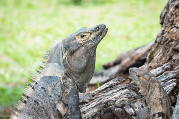 Large Black Iguana (Ctenosaura similis) sunning himself on a tree trunk. 