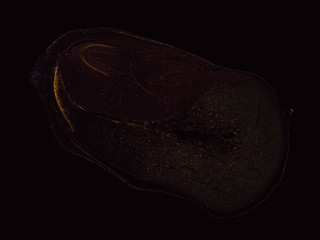 zea mais corn - cross section cut under the microscope – microscopic view of plant cells for botanic education