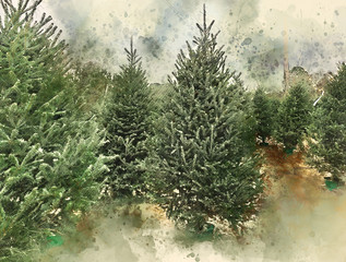 Frasier Fir Christmas tree farm lot watercolor © clsdesign