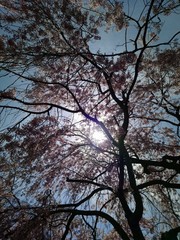 Looking up to the Sky Through the Cherry Blossom Trees