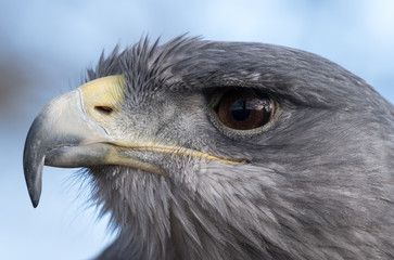 Close up portrait of a blue eagle, photographed at the English School of Falconry, Herrings Green Farm, Bedfordshire UK