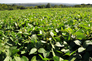 The field grows soy