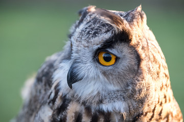 Portrait of European eagle-owl with orange eyes, also known as the Eurasian eagle owl.