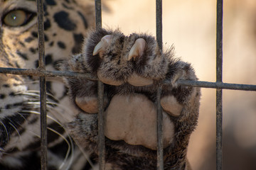 Close up of big cat paw with claws on fence in zoo