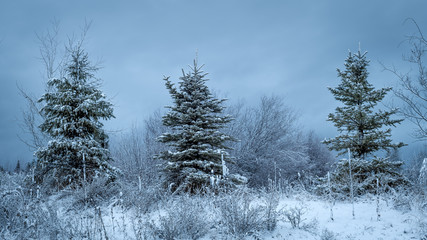 Three perfect Christmas trees in a row with the cool colors of winter